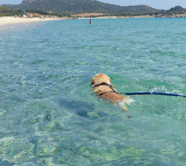 Un cane nuota nel mare cristallino vicino alla spiaggia.